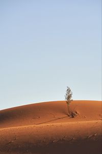 Preview wallpaper tree, desert, sand, sky