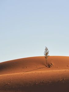 Preview wallpaper tree, desert, sand, sky