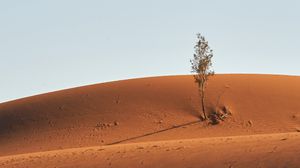 Preview wallpaper tree, desert, sand, sky