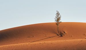 Preview wallpaper tree, desert, sand, sky