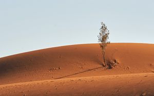 Preview wallpaper tree, desert, sand, sky