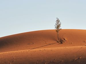 Preview wallpaper tree, desert, sand, sky