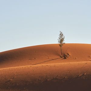 Preview wallpaper tree, desert, sand, sky