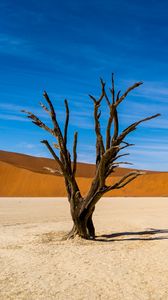 Preview wallpaper tree, desert, sand, nature