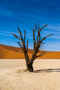 Preview wallpaper tree, desert, sand, nature