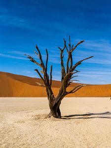 Preview wallpaper tree, desert, sand, nature