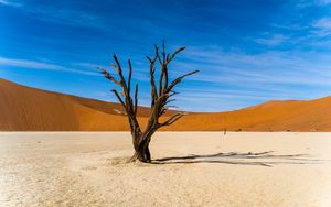 Preview wallpaper tree, desert, sand, nature
