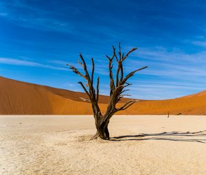 Preview wallpaper tree, desert, sand, nature