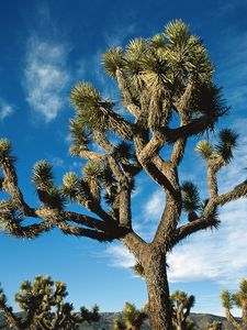 Preview wallpaper tree, desert, thorn, dwarf, sky, clouds