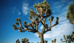 Preview wallpaper tree, desert, thorn, dwarf, sky, clouds