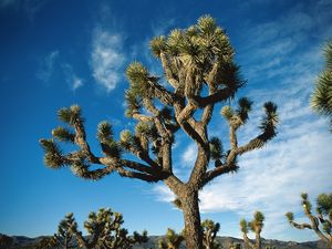 Preview wallpaper tree, desert, thorn, dwarf, sky, clouds