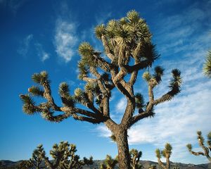 Preview wallpaper tree, desert, thorn, dwarf, sky, clouds