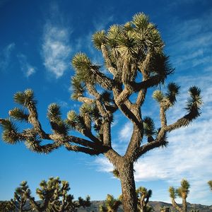 Preview wallpaper tree, desert, thorn, dwarf, sky, clouds