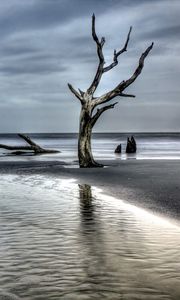 Preview wallpaper tree, driftwood, coast, sea