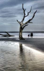 Preview wallpaper tree, driftwood, coast, sea