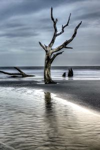 Preview wallpaper tree, driftwood, coast, sea