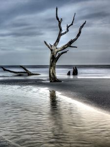 Preview wallpaper tree, driftwood, coast, sea