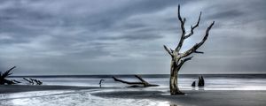 Preview wallpaper tree, driftwood, coast, sea