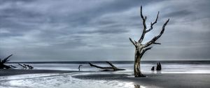 Preview wallpaper tree, driftwood, coast, sea