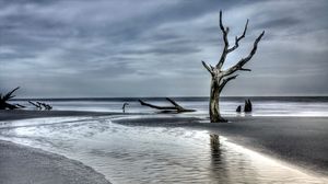 Preview wallpaper tree, driftwood, coast, sea