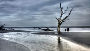 Preview wallpaper tree, driftwood, coast, sea