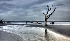 Preview wallpaper tree, driftwood, coast, sea