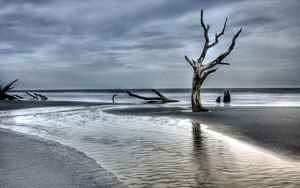 Preview wallpaper tree, driftwood, coast, sea