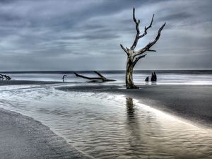 Preview wallpaper tree, driftwood, coast, sea