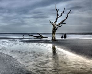 Preview wallpaper tree, driftwood, coast, sea