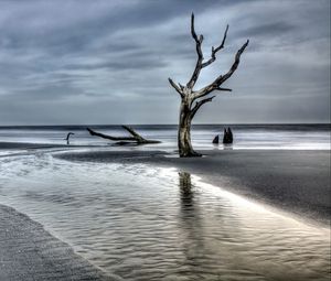 Preview wallpaper tree, driftwood, coast, sea