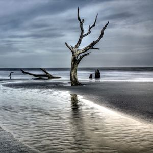 Preview wallpaper tree, driftwood, coast, sea