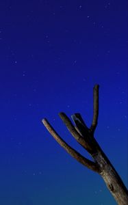 Preview wallpaper tree, driftwood, starry sky, stars, night