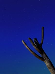 Preview wallpaper tree, driftwood, starry sky, stars, night