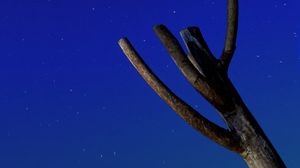 Preview wallpaper tree, driftwood, starry sky, stars, night