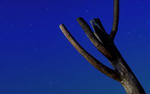 Preview wallpaper tree, driftwood, starry sky, stars, night