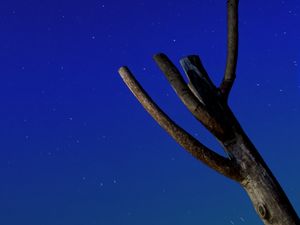 Preview wallpaper tree, driftwood, starry sky, stars, night