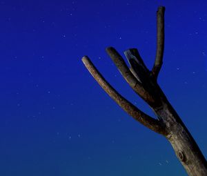 Preview wallpaper tree, driftwood, starry sky, stars, night