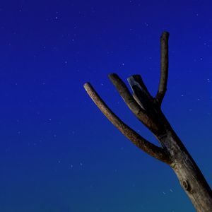 Preview wallpaper tree, driftwood, starry sky, stars, night