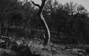 Preview wallpaper tree, dry, bw, nature