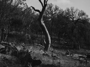 Preview wallpaper tree, dry, bw, nature