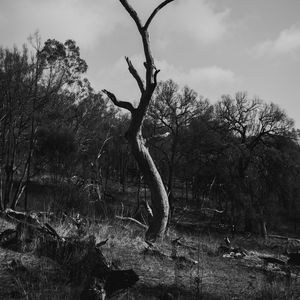 Preview wallpaper tree, dry, bw, nature