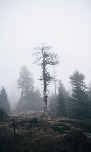 Preview wallpaper tree, dry, fog, nature