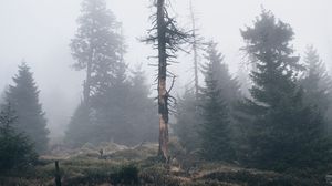 Preview wallpaper tree, dry, fog, nature