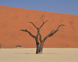 Preview wallpaper tree, dry, hill, minimalism