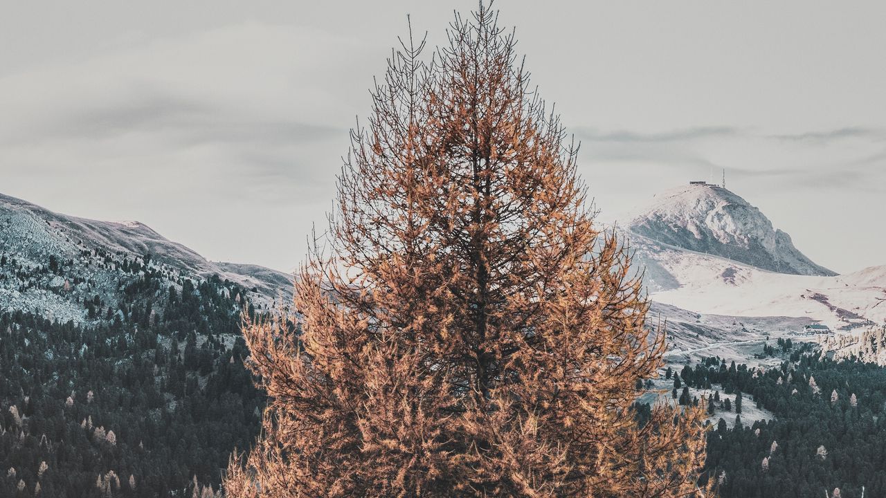 Wallpaper tree, dry, mountains, landscape, nature