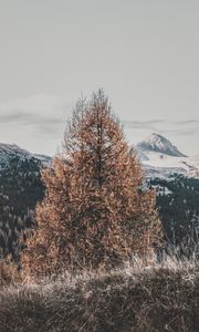 Preview wallpaper tree, dry, mountains, landscape, nature