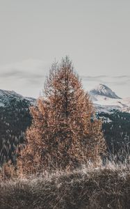 Preview wallpaper tree, dry, mountains, landscape, nature