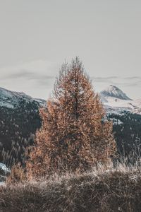 Preview wallpaper tree, dry, mountains, landscape, nature