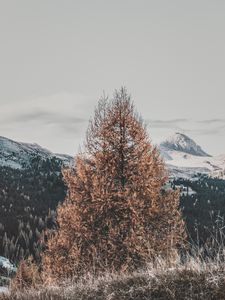 Preview wallpaper tree, dry, mountains, landscape, nature