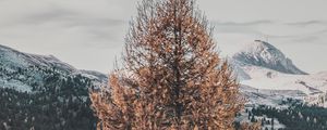 Preview wallpaper tree, dry, mountains, landscape, nature